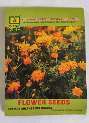 NSC Cosmos Sulphureus Orange Flower Seeds 5 Gm - High-Quality Blooms for Garden NSC Cosmos Sulphureus Orange Flower Seeds 5 Gm - High-Quality Blooms for Garden