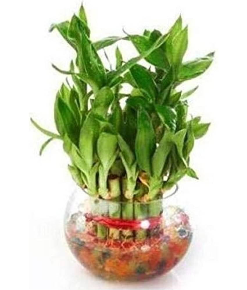 Green plant indoor - Green Wild Artificial Tree ( Pack of 1 )