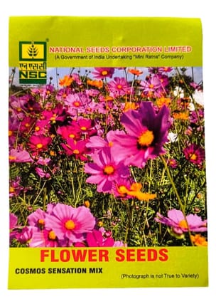 NSC FLOWER SEEDS  ( COSMOS FOUNDATION MIX )