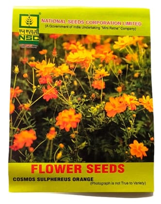 NSC FLOWER SEED ( COSMOS SULPHUREUS ORANGE )