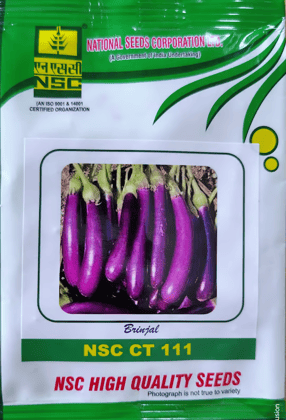 Brinjal NSC CT 111