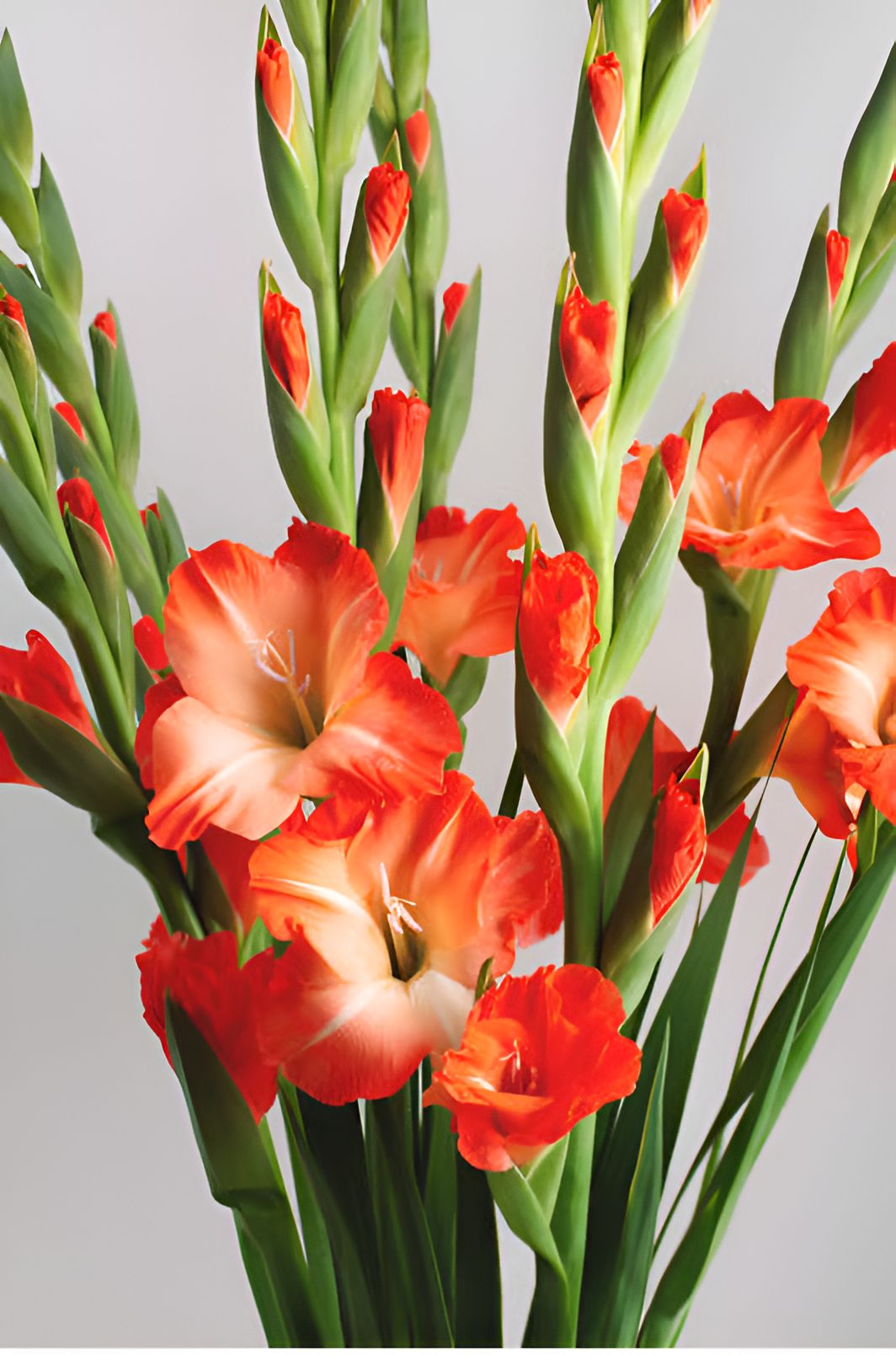 NSC GLADIOLUS ARKA AMAR FLOWER BULBS-5 Nos