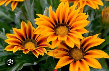 GAZANIA ( AFRICAN DAISIES)