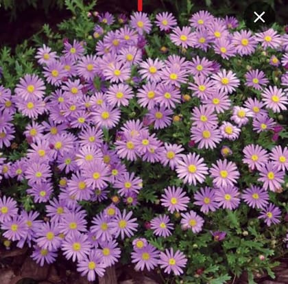 BRACHYSCOME ( SWAN RIVER DAISY)