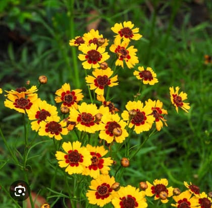 COREOPSIS  ( TICKSEED)