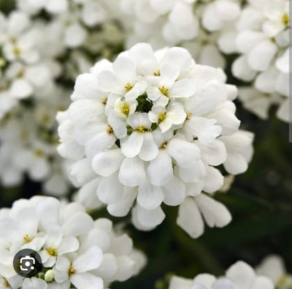 CANDYTUFT (IBERIS)