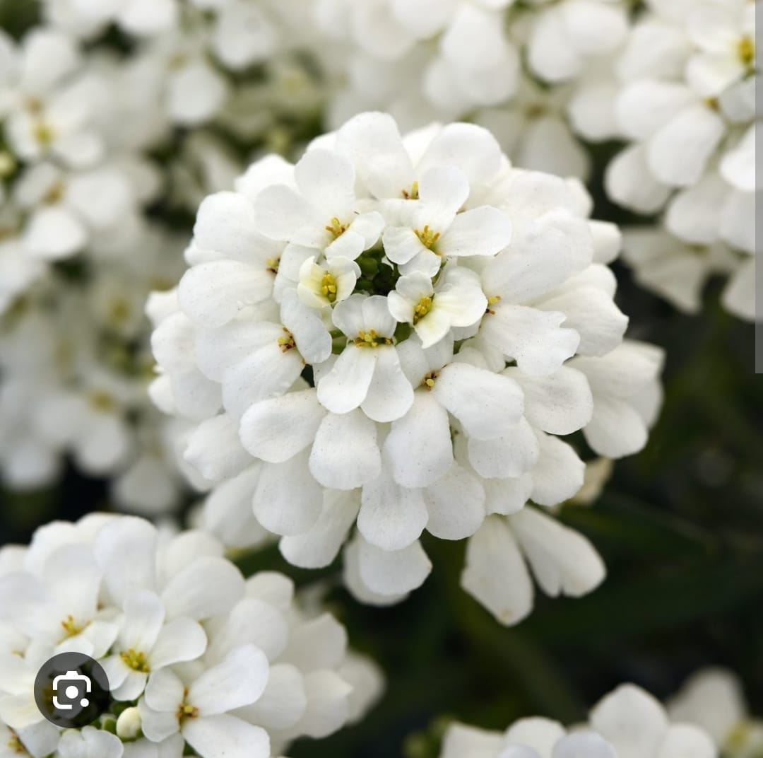 CANDYTUFT (IBERIS)