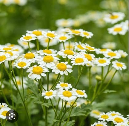 BABUNA( CHAMOMILE)