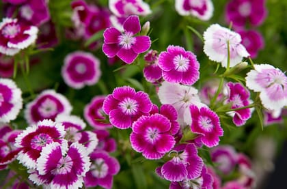 SWEET WILLIAM (Dianthus barbatus)