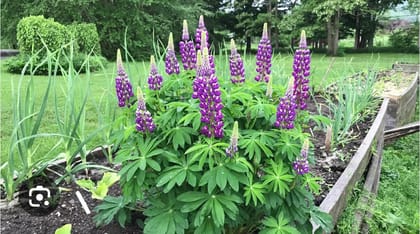 LUPIN (LUPINUS)