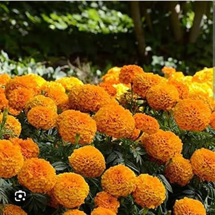 MARIGOLD (PUSA NARANGI)
