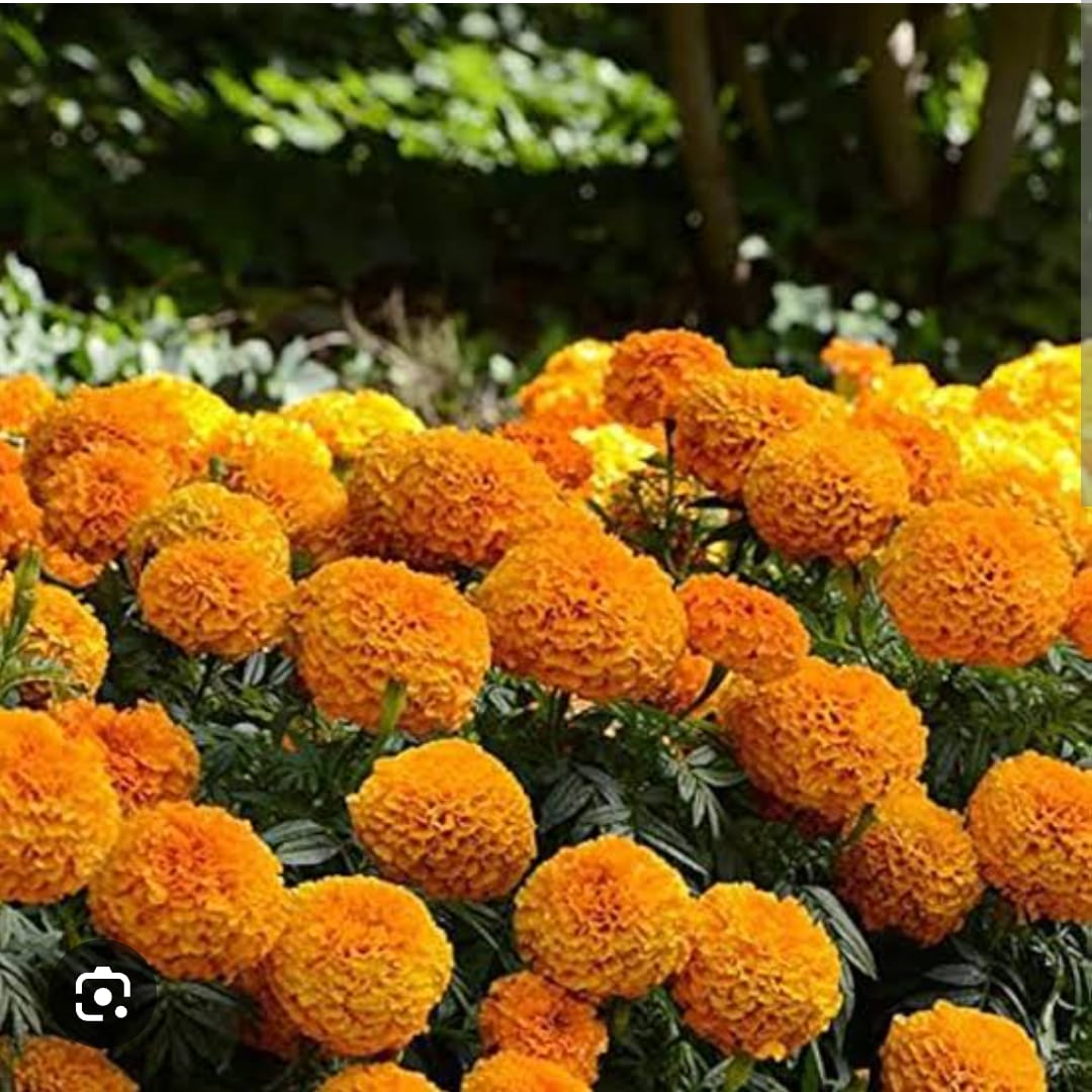 MARIGOLD (PUSA NARANGI)