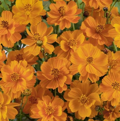 Cosmos sulphureus Yellow