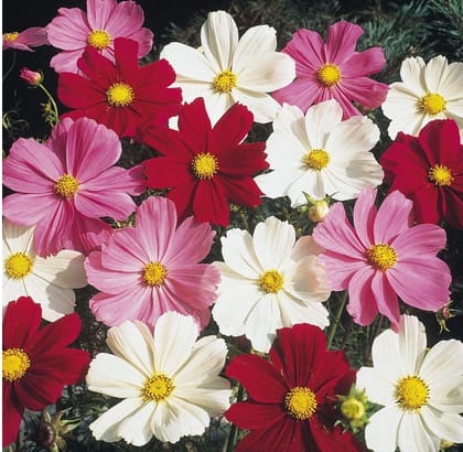 Cosmos Sensation Mix