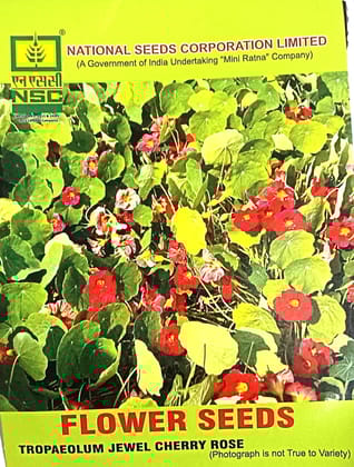 TROPAEOLUM JEWEL CHERRY ROSE
