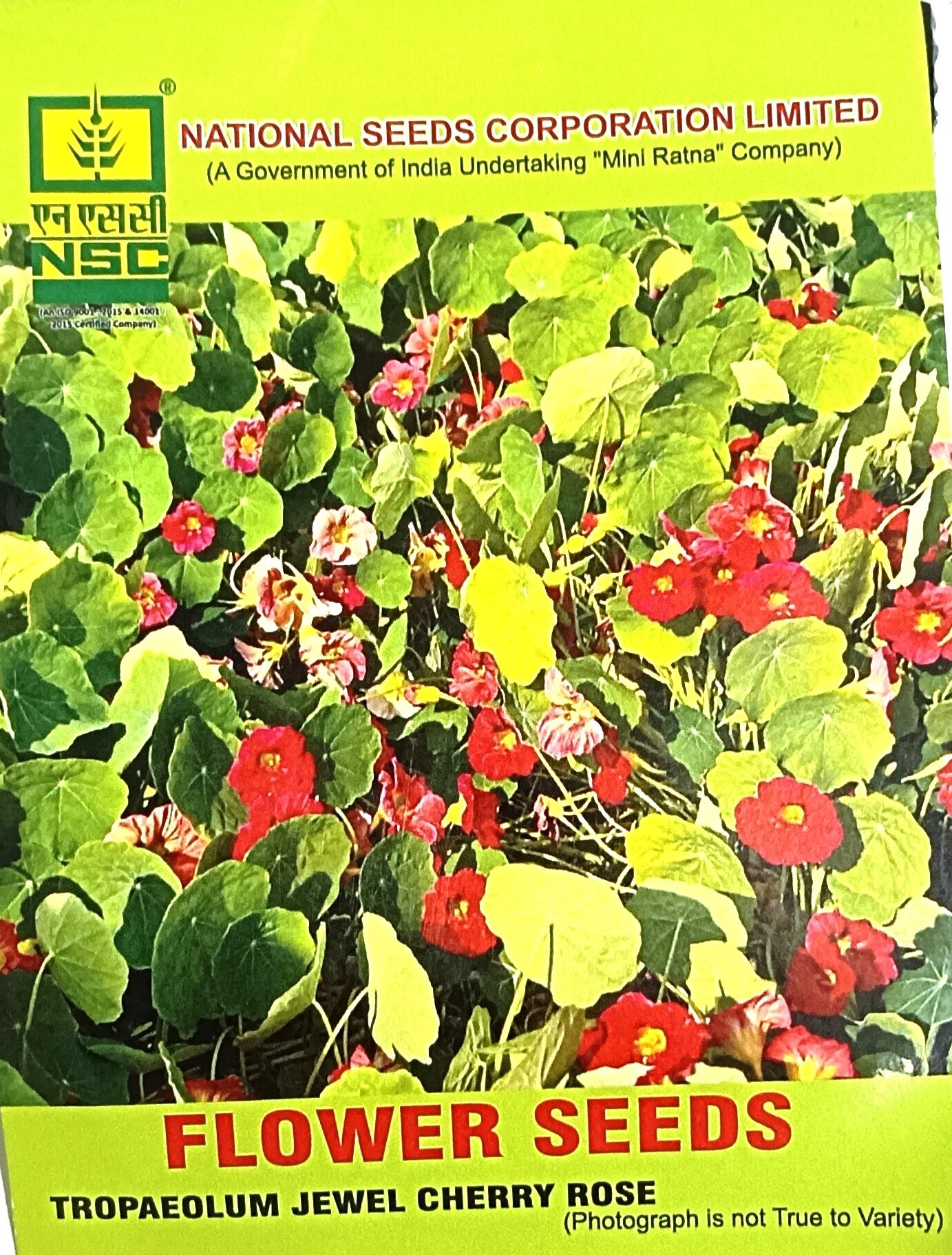 TROPAEOLUM JEWEL CHERRY ROSE