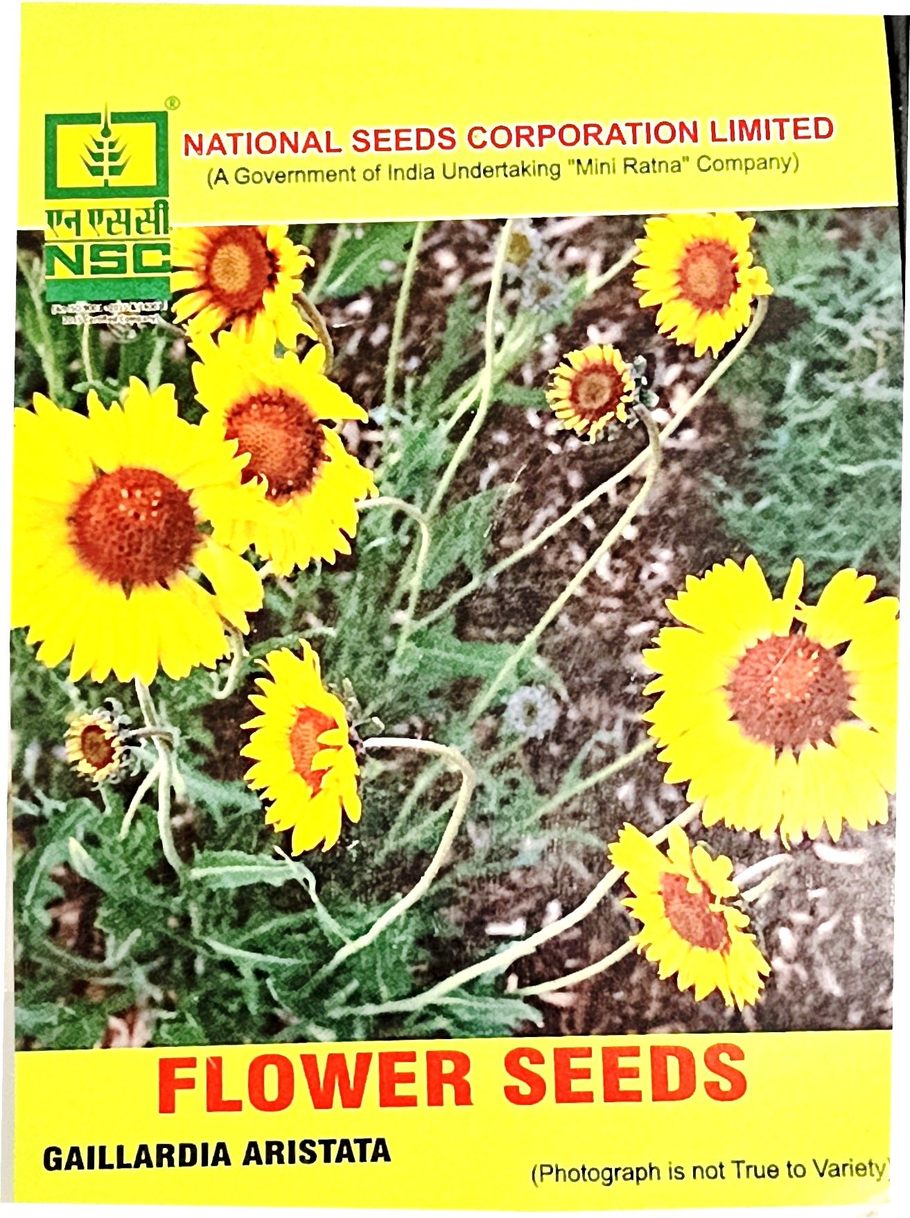 GAILLARDIA ARISTATA