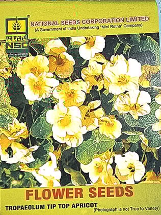TROPAEOLUM TIP TOP APRICOT 