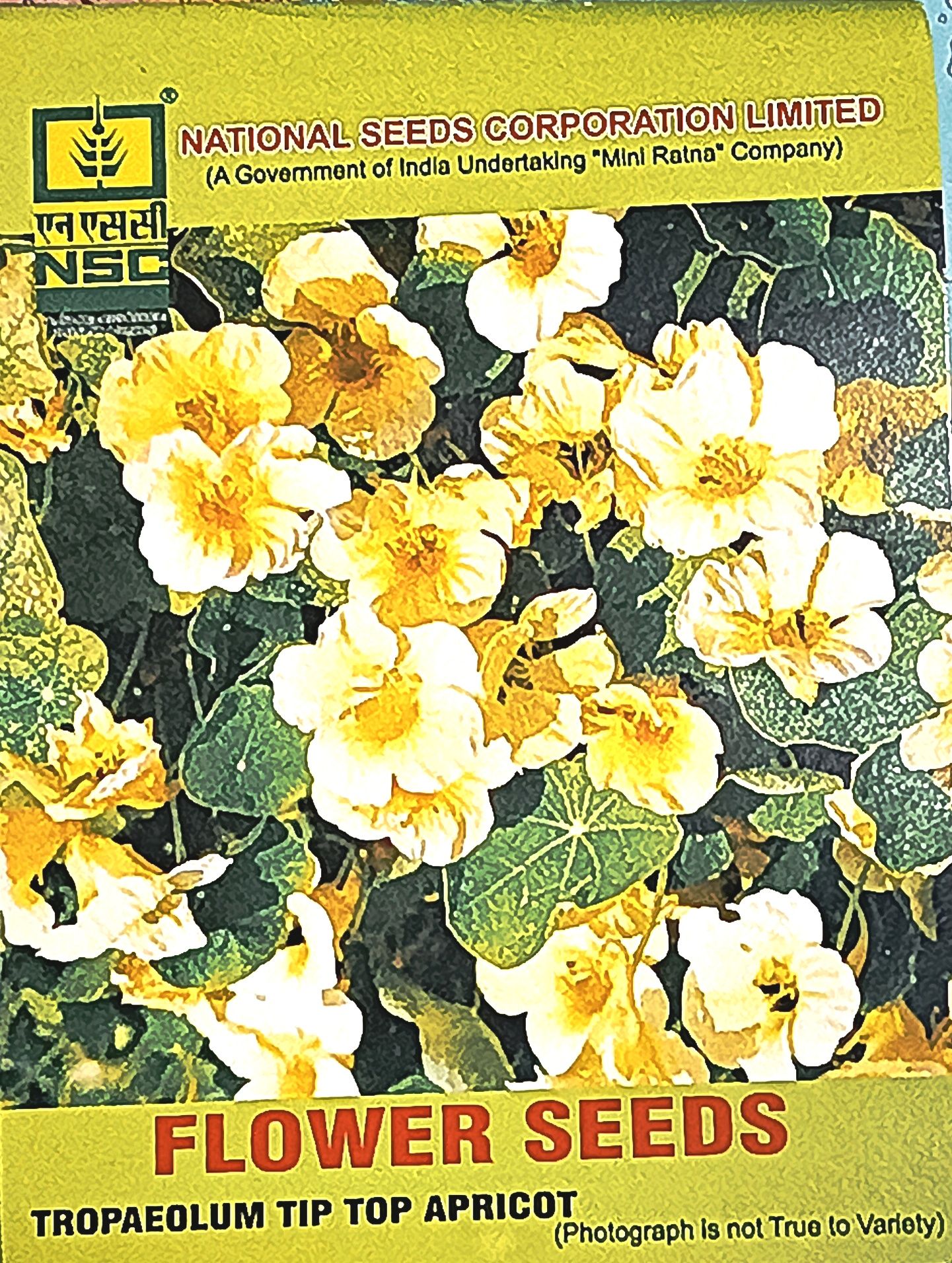 TROPAEOLUM TIP TOP APRICOT 