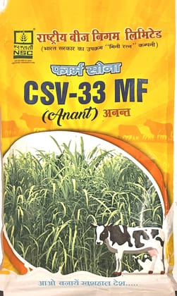 SORGHUM SUDAN GRASS