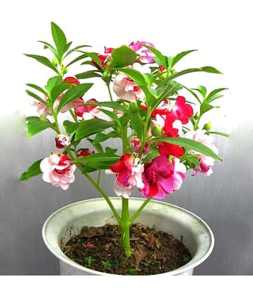 homeagro - Balsam Mixed Flower ( 20 Seeds )