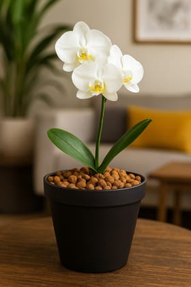 ECOCASK Natural Clay Balls Box Of 200 grams Used as Soil Substitute - Orchid Flower Clay balls