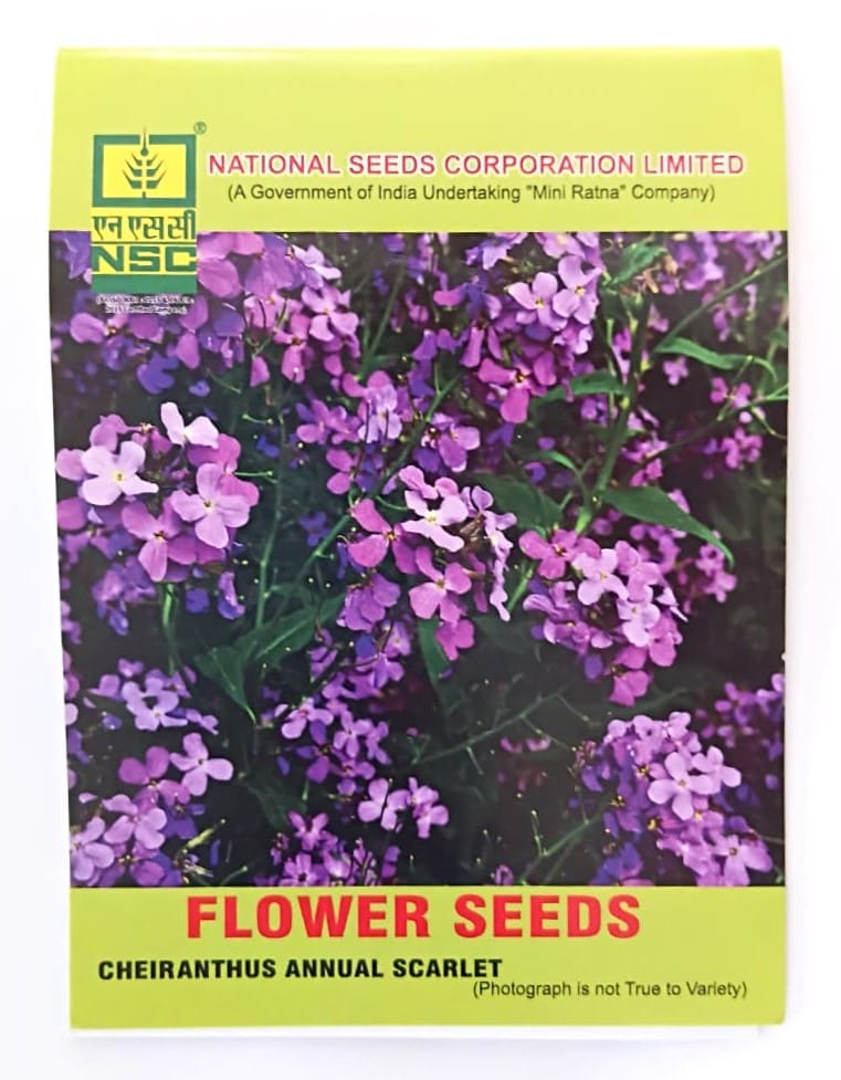 NSC Cherianthus Annual Scarlet Flower Seed, 5 gram T/L 