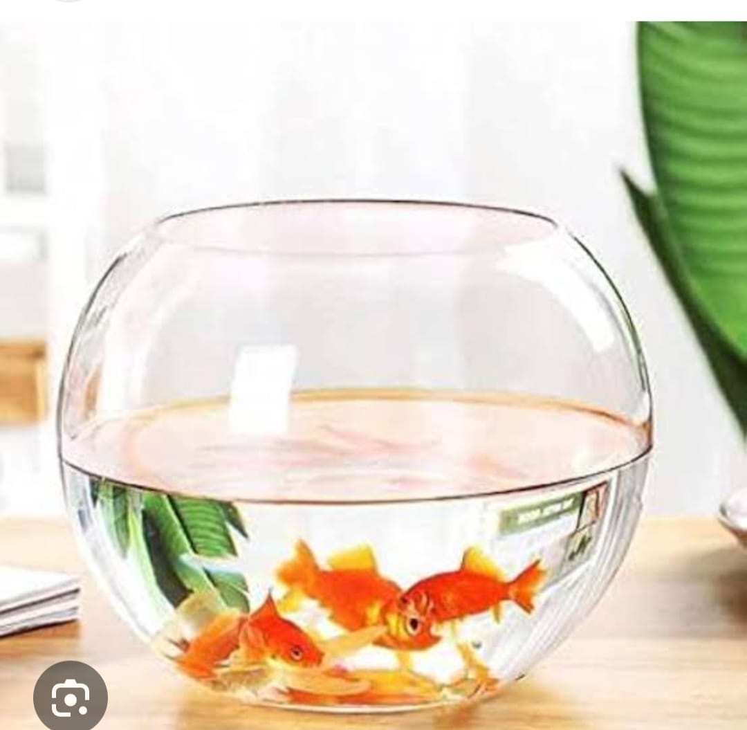 Aquarium Goldfish
