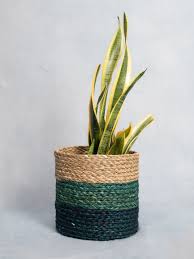 Sansevieria Snake Plant in Handcrafted Eco-Friendly Jute Planter Sansevieria Snake Plant in Handcrafted Eco-Friendly Jute Planter