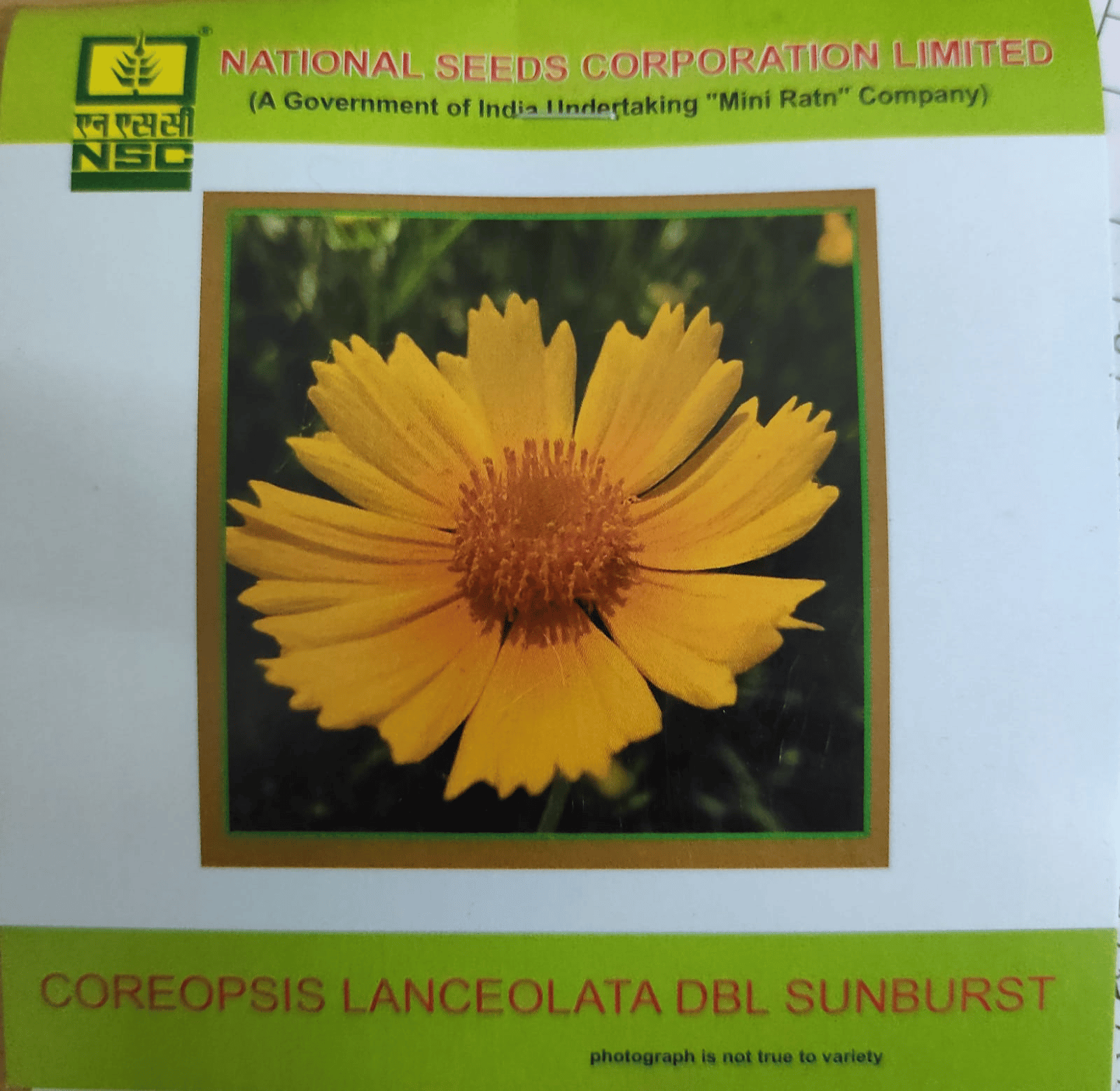 NSC Coreopsis Lanceolata Dbl Sunburst flower seed 