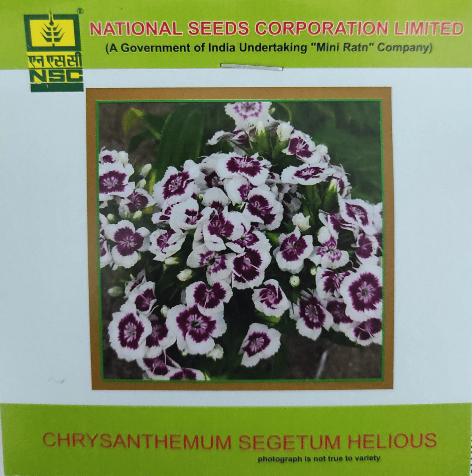 NSC Chrysanthemum Segetum Helious Flower Seed 