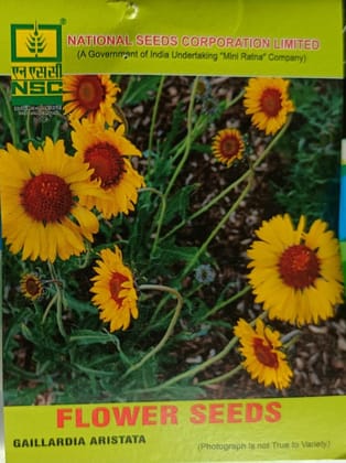 National Seeds Corporation Gaillardia Aristata Flower Seeds