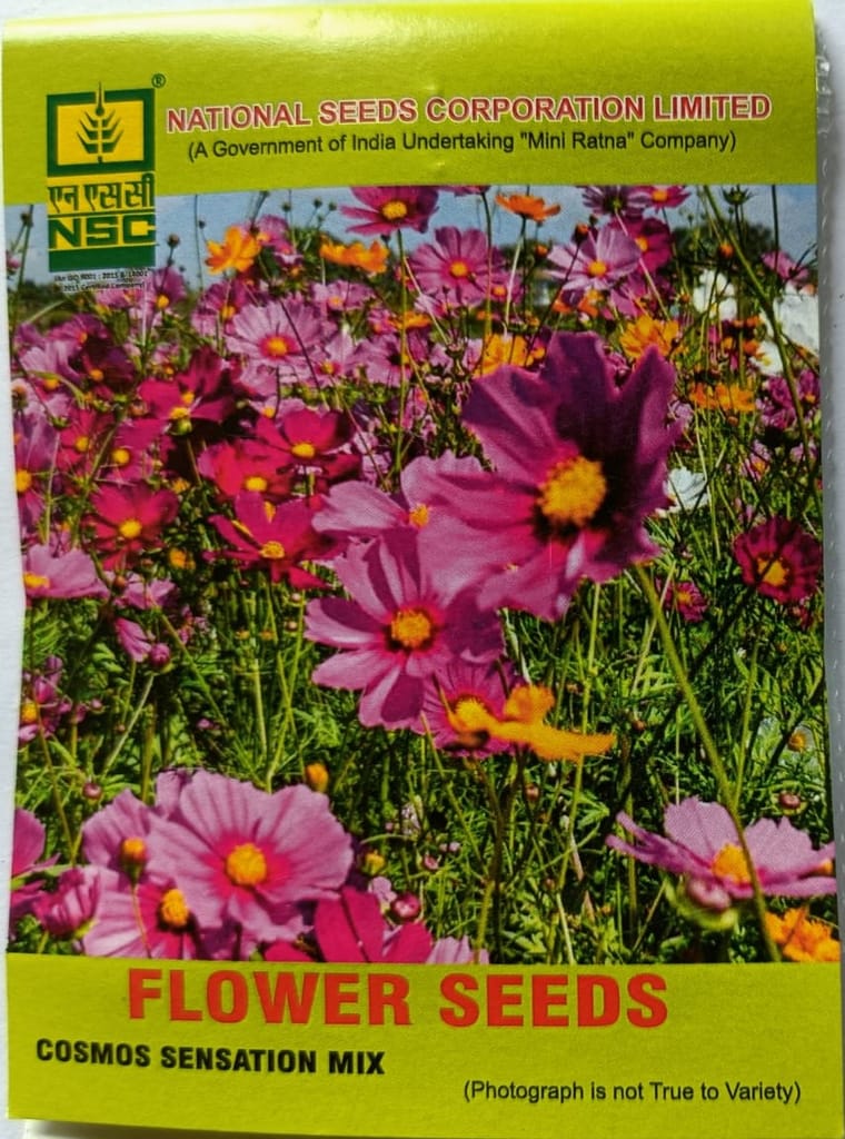NSC Cosmos Sensation Mix Flower Seeds - Vibrant Garden Blooms