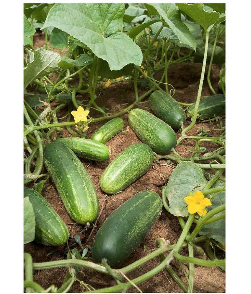 CUCUMBER KHIRA 30 SEEDS PACK AND SOWING MANUAL