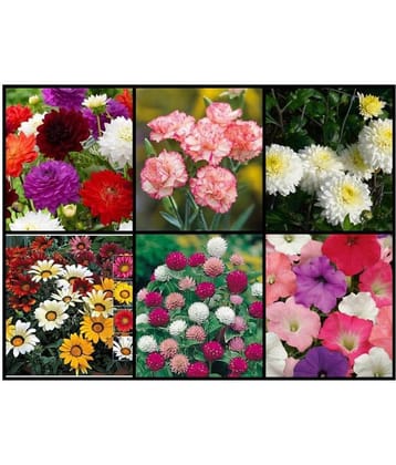 SimXotic Super Sav er 6 Types of Flowers Seeds for Home Garden (Dahlia, Carnation, Chrysanthemum, Gazania, Gomphrena & Petunia Flowers)