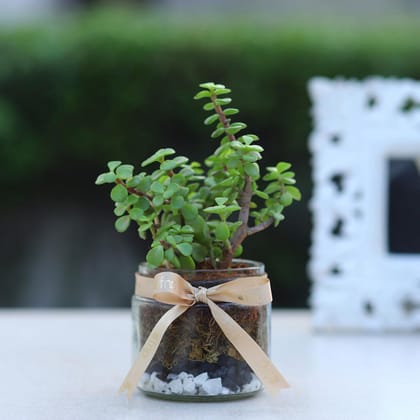 Jade Plant Mason Jar Terrariums