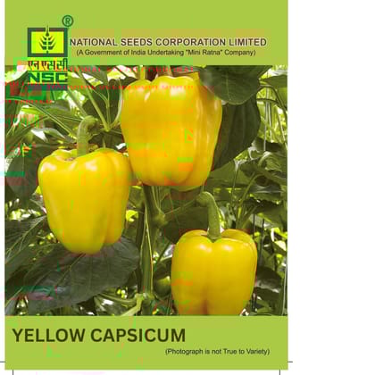NSC Yellow Capsicum Seed 