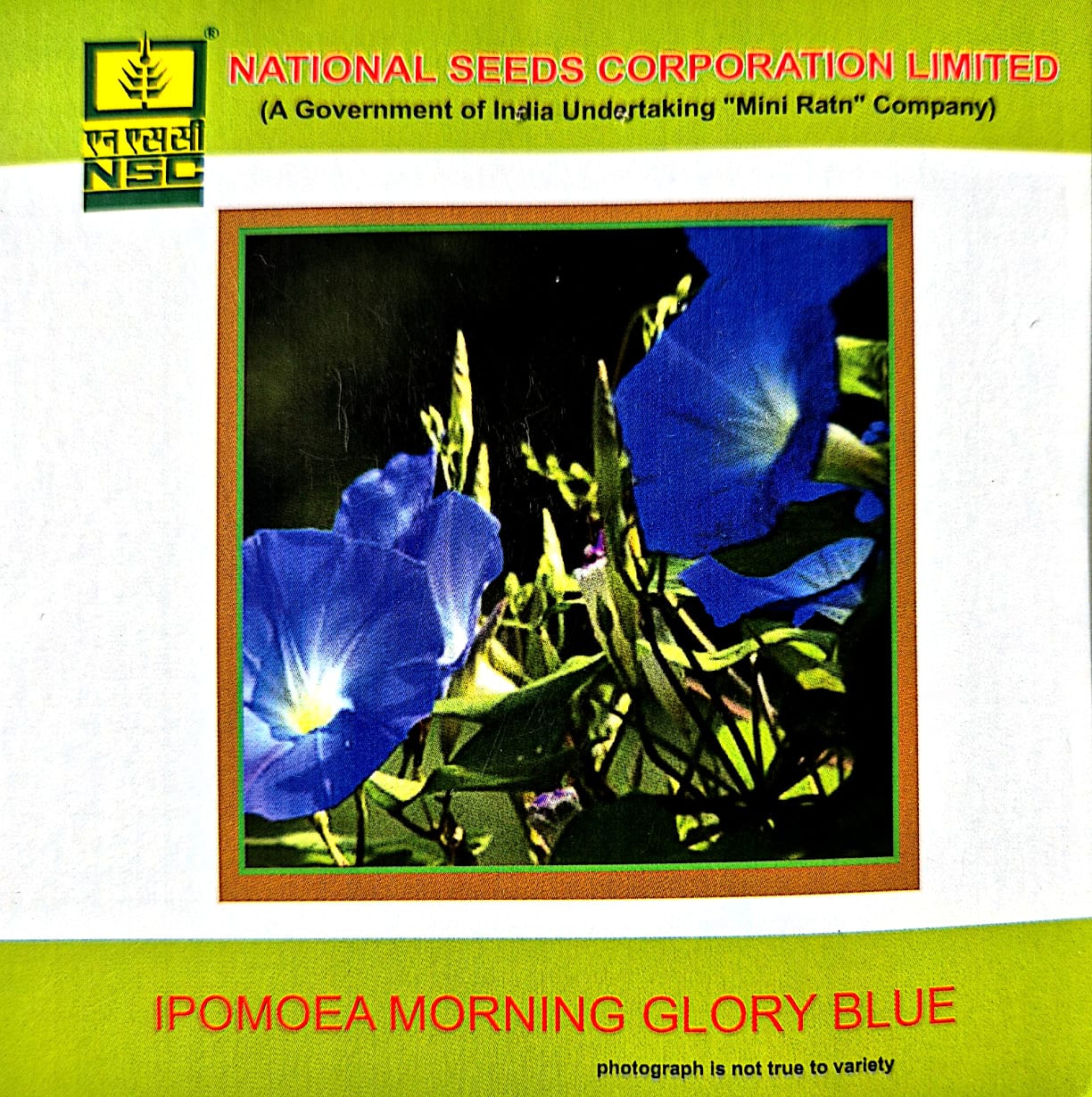 Ipomoea morning glory blue-3gms