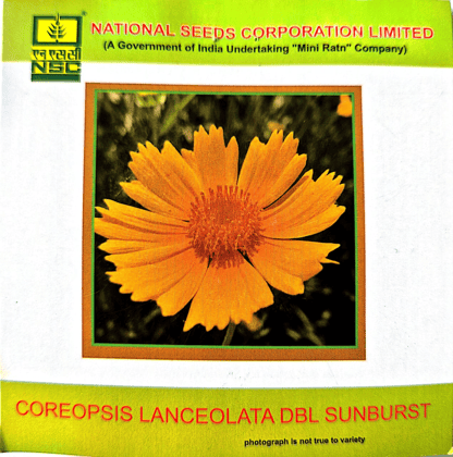 Coreopsis lanceolata DBL Sunburst-3gms