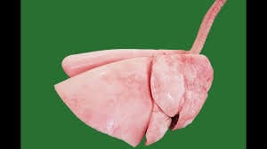 Goat Lungs curry cut