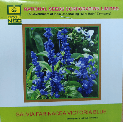 NSC Salvia Farinacea Victoria Blue Flower seed 