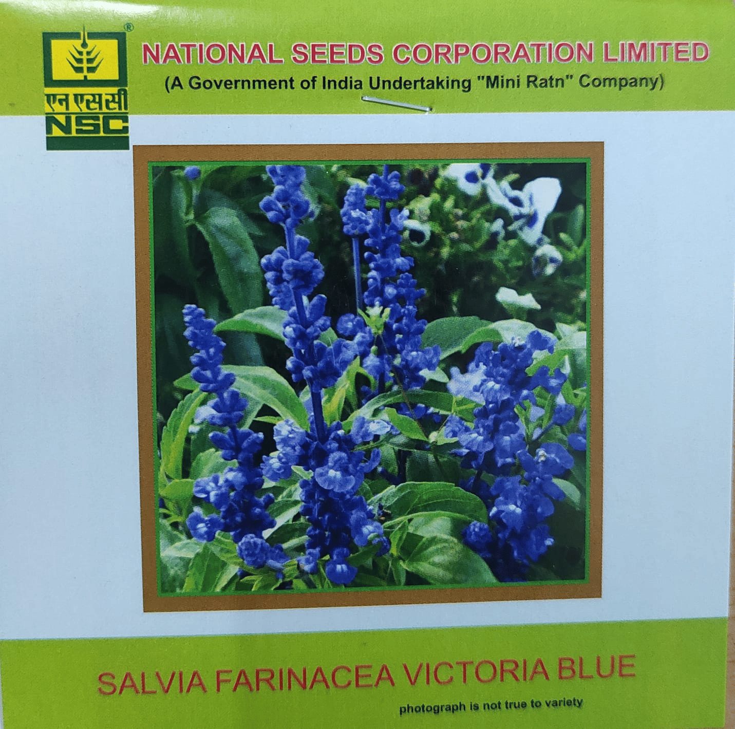 NSC Salvia Farinacea Victoria Blue Flower seed 
