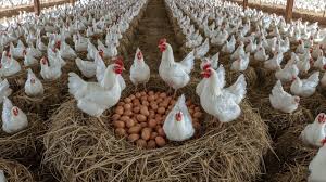 Daily Fresh Classic Burnt Turmeric Egg Laying Farm Chicken With Skin