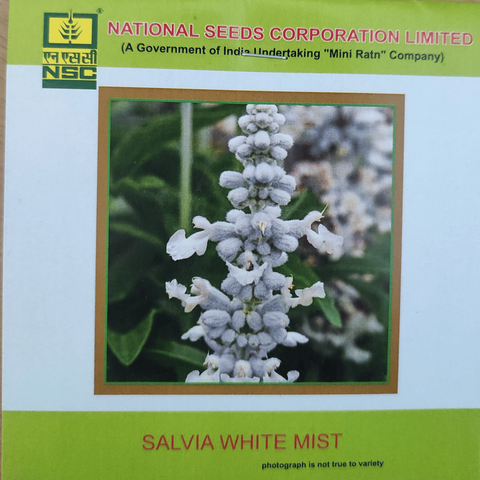 NSC Salvia White Mist Flower Seed 