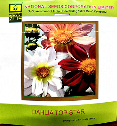 NSC Dahlia Top Star 