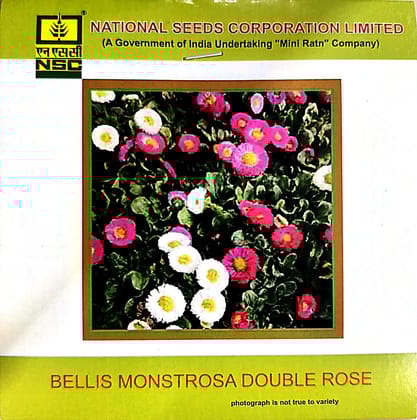 NSC Bellis Monstrosa Double Rose Flower Seed 