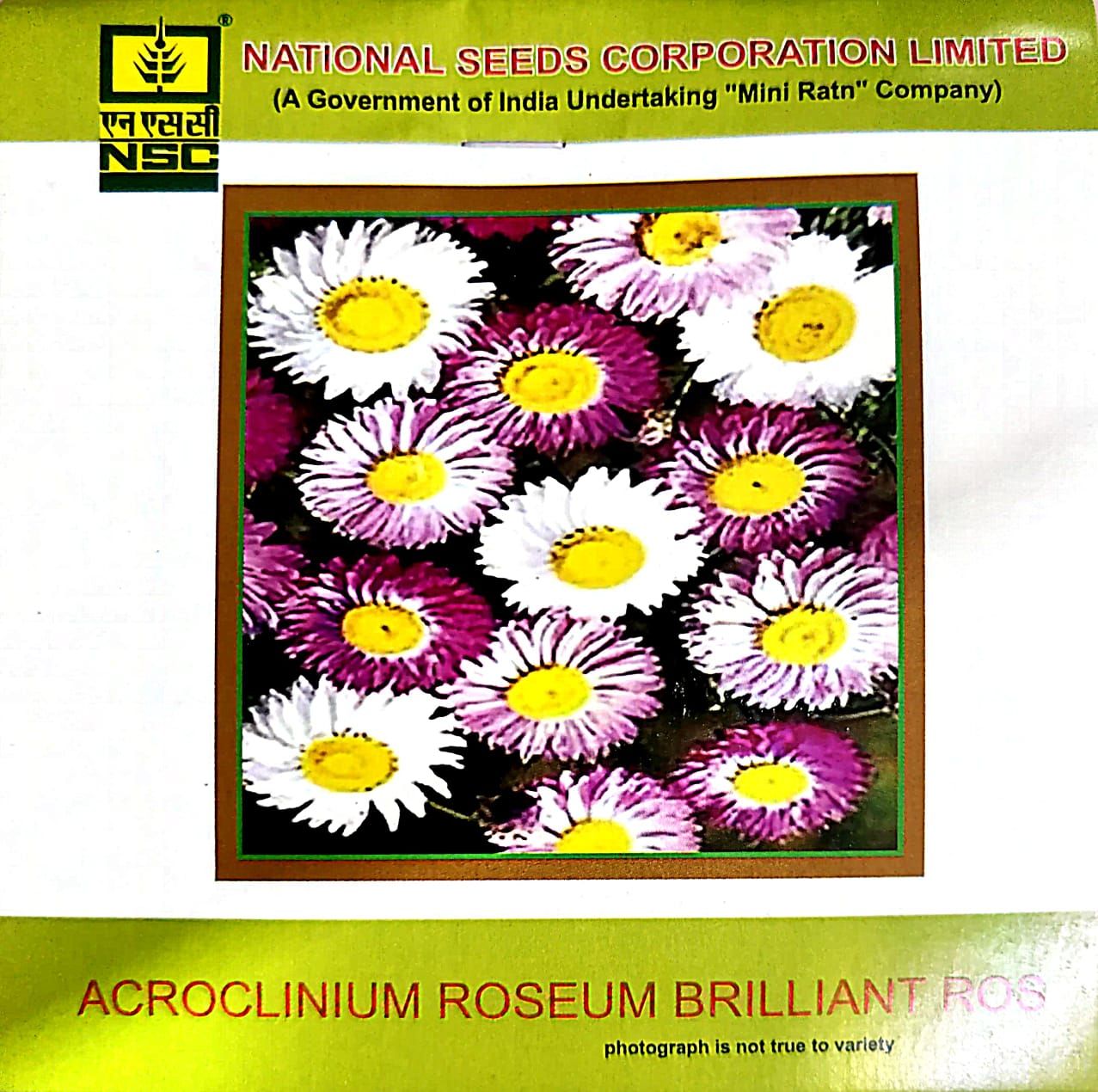 NSC Acroclinium Roseum Brilliant Rose Flower Seed 