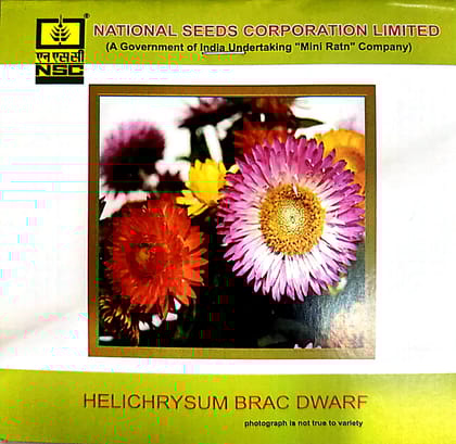 NSC Helichrysum Brac Dwarf Flower Seed 
