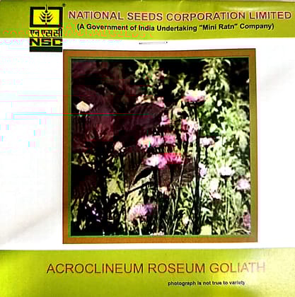 NSC Acroclinium Roseum Golianth Flower Seed 