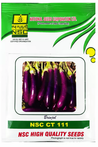 NSC BRINJAL CT 111